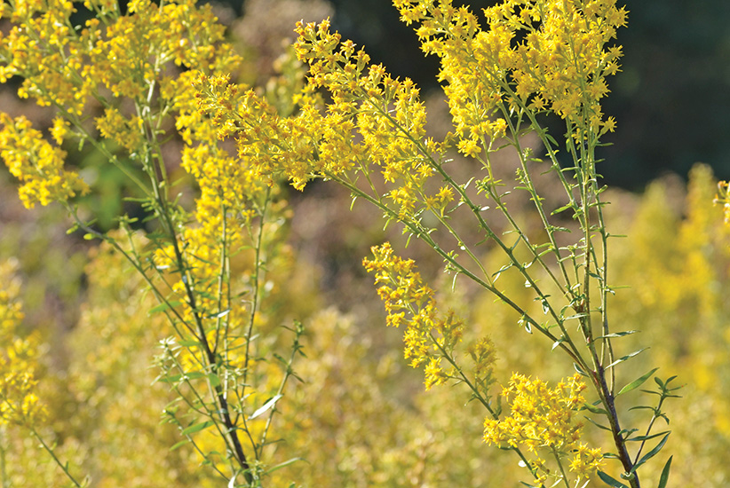 Showy goldenrod (Solidago speciosa)