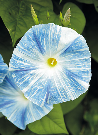 Morning glory (Ipomoea spp. and hybrids)