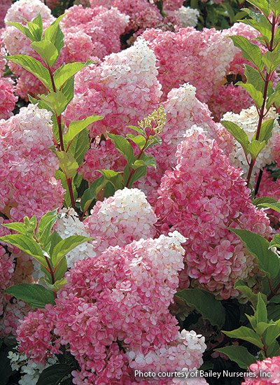 Vanilla Strawberry™ panicle hydrangea (Hydrangea paniculata)