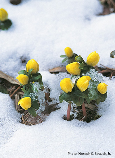 Winter aconite (Eranthis hyemalis)