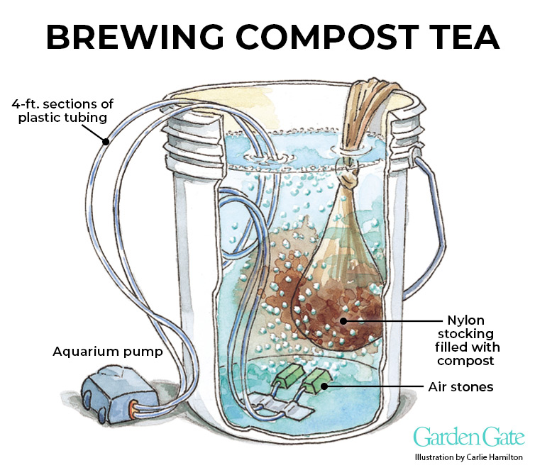 Illustration on how to brew compost tea by Carlie Hamilton Copyright Garden Gate