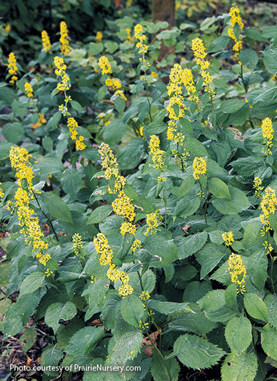 Zigzag goldenrod (Solidago flexicaulis)