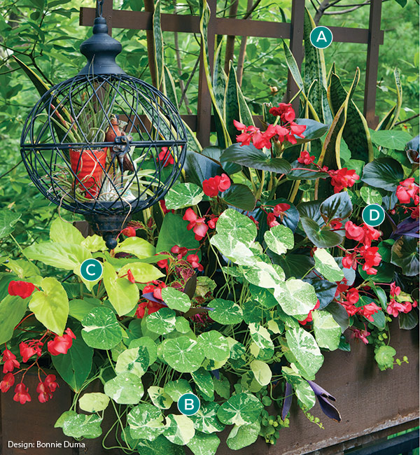 Begonia and nasturtium container planting by Bonnie Duma: Striking red blooms with bold, variegated foliage, create a vibrant and eye-catching display