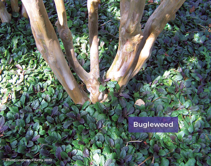 Bugleweed as a ground cover under a tree courtesy of Kathy Jentz:Try growing bugleweed under a tree to supress weeds by growing into a dense mat.