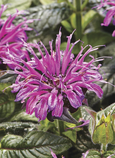 How to Grow Bee Balm | Garden Gate