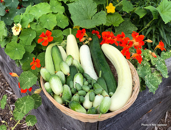Basket full of different types of cucumbers harvested from the garden with nasturtium flowers copyright Niki Jabbour: There's nothing better than a basket full of cucumbers harvested from your summer garden!