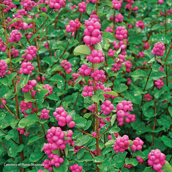Symphony pink snowberry courtesy of Plants Nouveau: Use the colorful berries in cut or dried flower arrangements or leave them for the birds. They like them too.