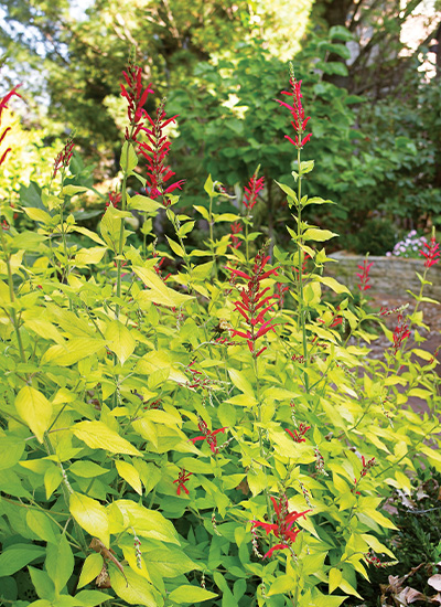 ‘Golden Delicious’  Pineapple sage (Salvia elegans)