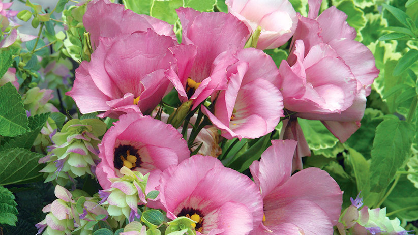 Pink lisianthus deals