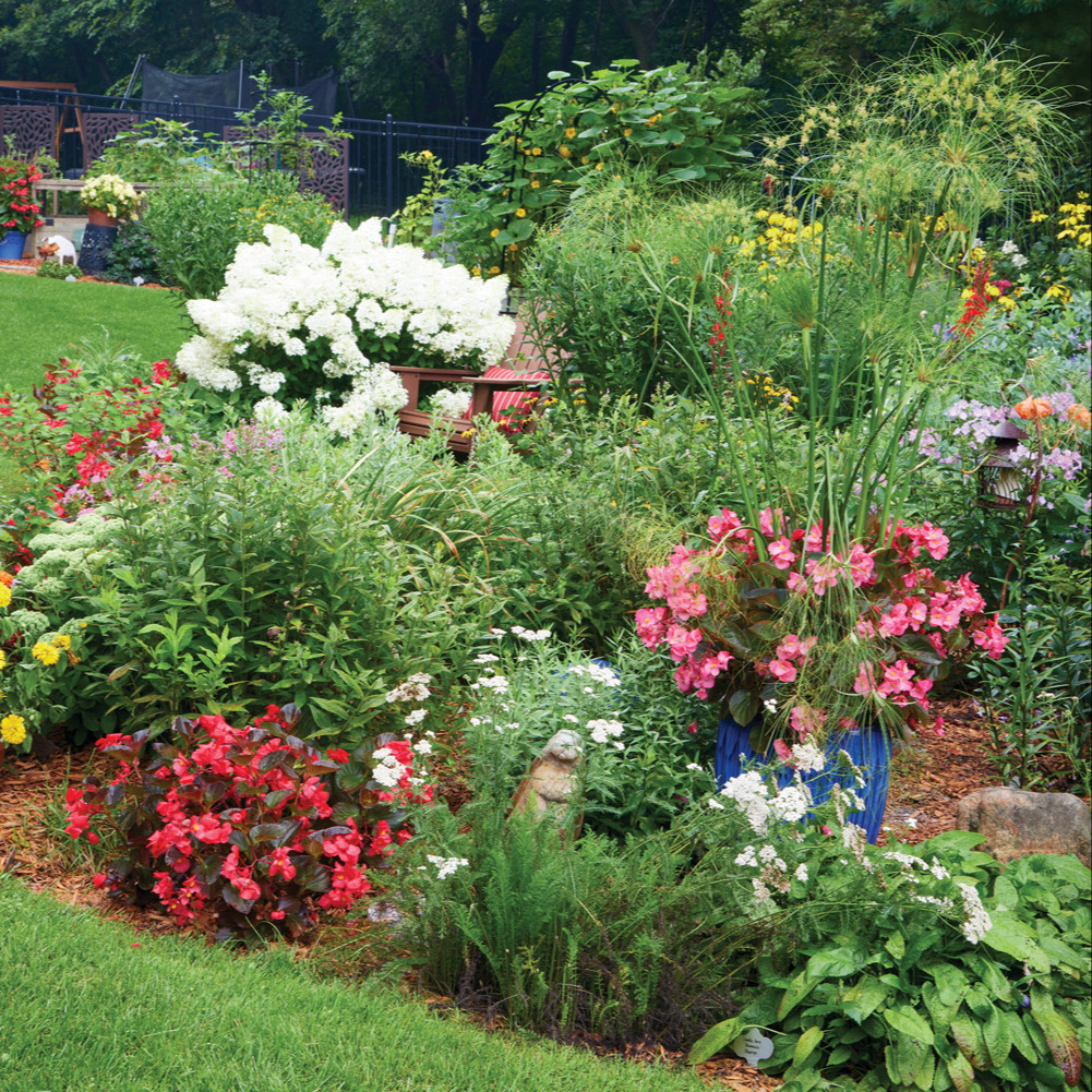 185 RGA Olson's Begonias: For the biggest show, Sue feeds all her plants with a slow-release fertilizer in spring and sometimes again in August to keep plants blooming prolifically.