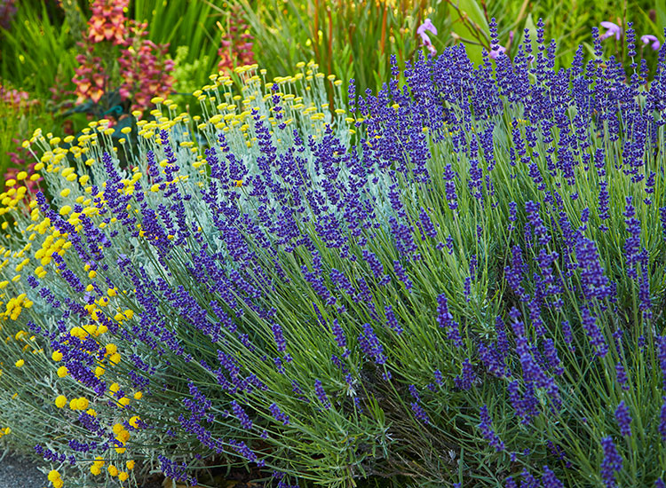 'Hidcote' English Lavender blooms: 'Hidcote' English lavender has gray-green foliage topped by deep purple blooms from summer to fall.
