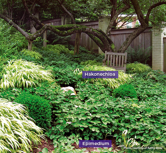 Epimedium and hakonechloa as ground covers photo courtesy of Kathy Jentz: Hakonechloa and epimedium lock in moisture and hold the soil in place, which makes them great ground cover plants for slopes and hillsides.