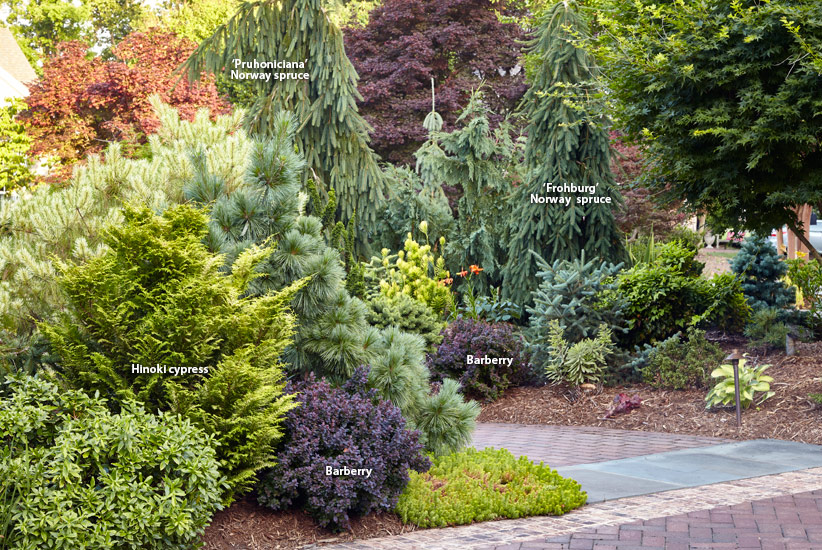 7 Ways To Use Conifers In The Garden, Dwarf Conifer Garden Ideas