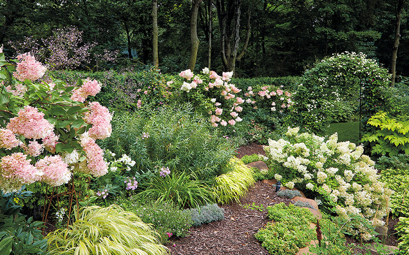 Pink hydrangea garden Minnesota: Repeated plantings of Vanilla Strawberry panicle hydrangea planted along the perimeter of the property carry the eye throughout.