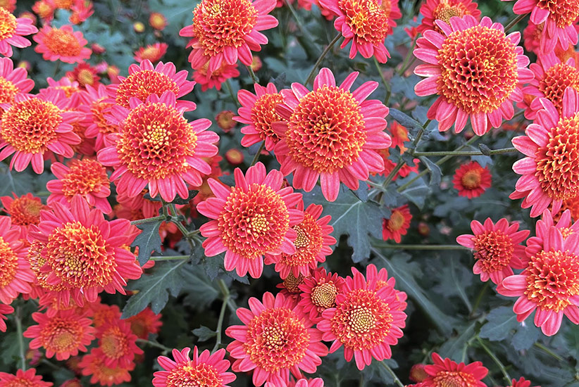 ‘Bronze Fleece’ heirloom mum (Chrysanthemum hybrid)