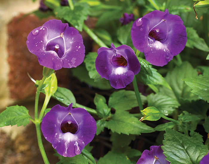 Summer Wave Large violet wishbone flower: Summer Wave Large Violet Wishbone flower has a trailing habit that works great in containers and hanging baskets.