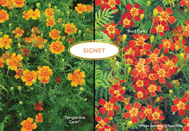 Signet Marigolds: Signet marigolds have petite flowers with a single row of petals around a center ray.