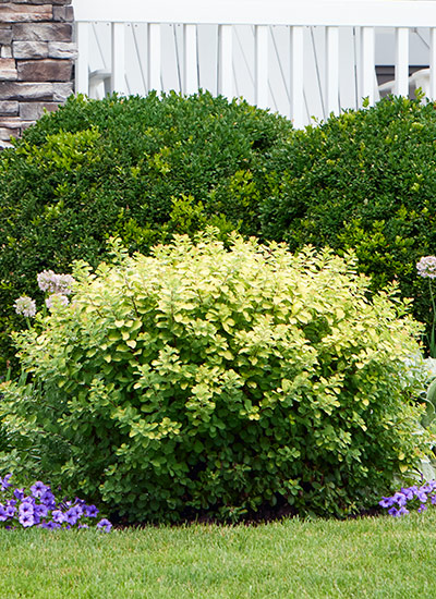 Glow Girl spirea (Spiraea betulifolia)