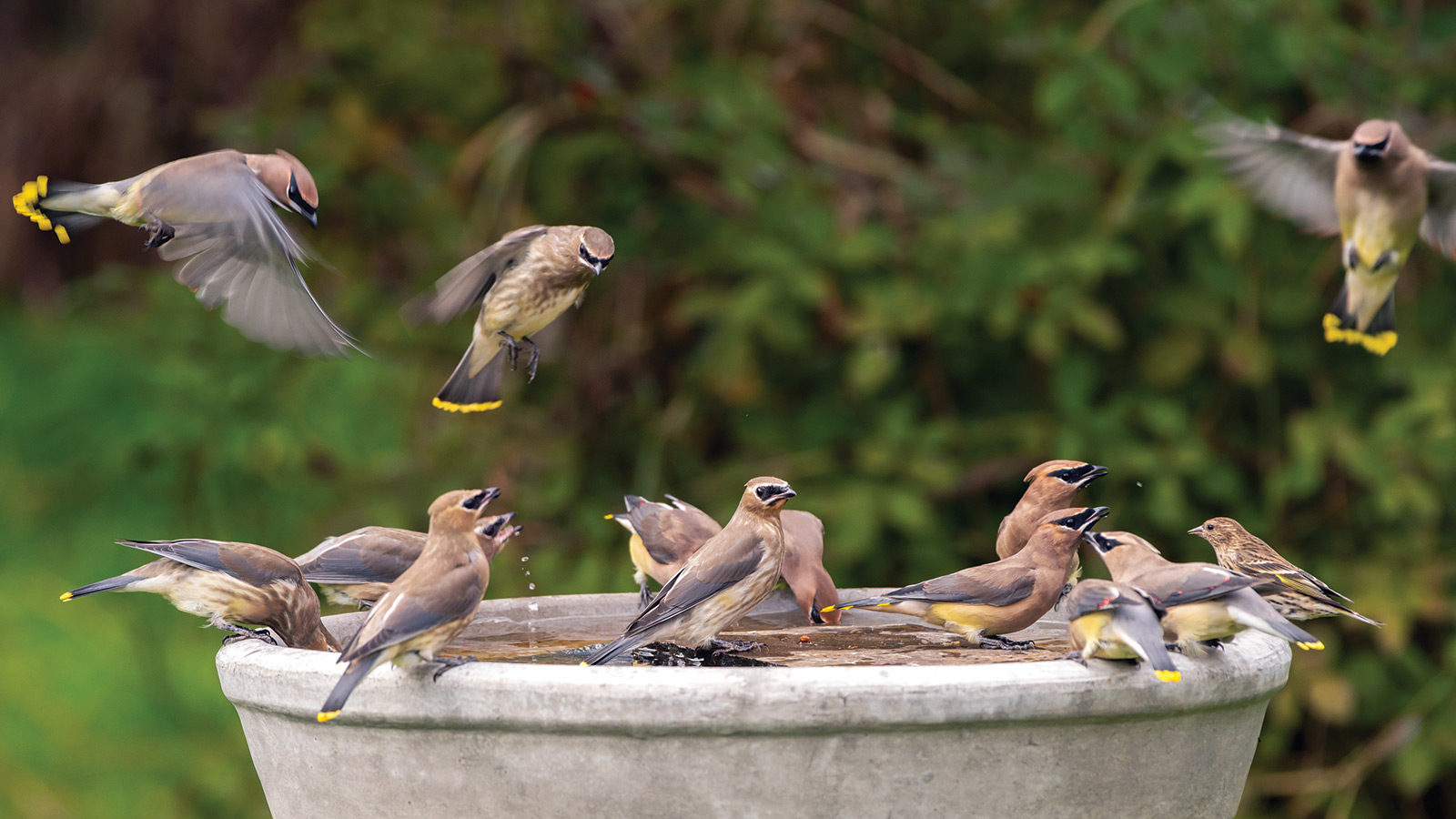 cedar waxwing birds at water source, photo stock.adobe.com, jbosvert: Waxwings gathering for a drink in the winter is a beautiful sight to see. Photo by stock.adobe.com, jbosvert