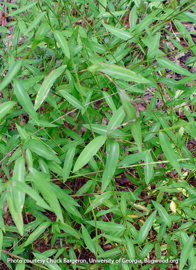 Japanese stiltgrass (Microstegium vimineum)