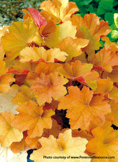 ‘Caramel’ (Heuchera hybrid)