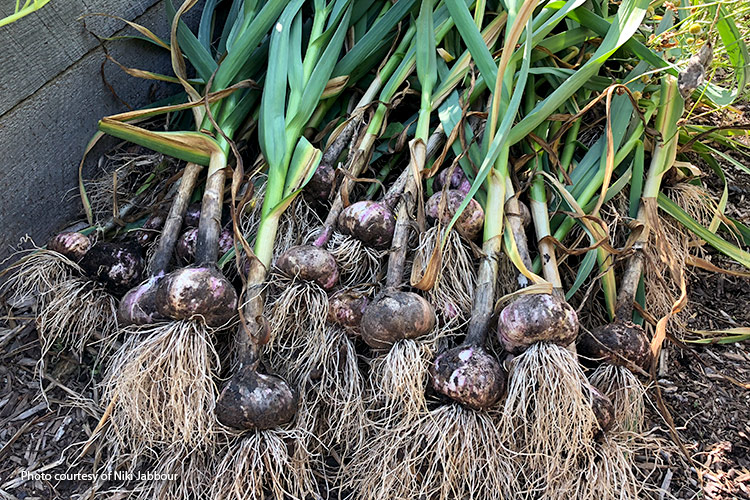Harvested home grown garlic photo by Niki Jabbour