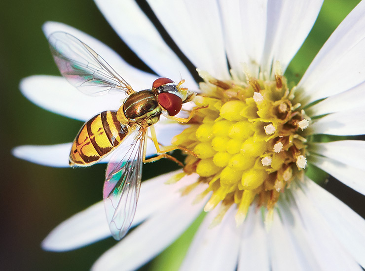 Flower fly on a white flower:  A flower fly hovers before it lands to feed on nectar or pollen.