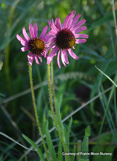 Tennessee coneflower (Echinacea tennesseensis)