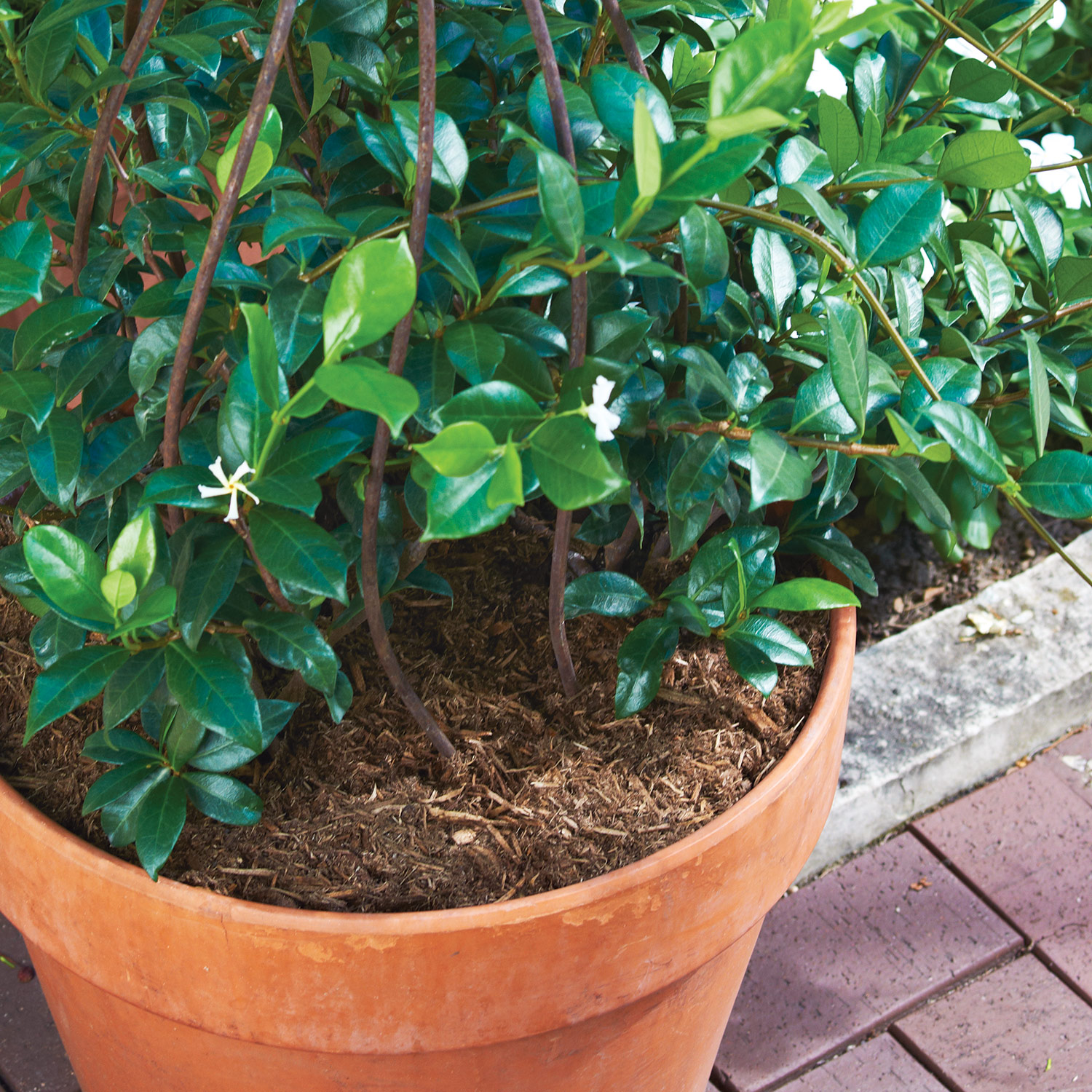 Potted plant with mulch: Shredded bark mulch helps retain moisture in container plantings.
