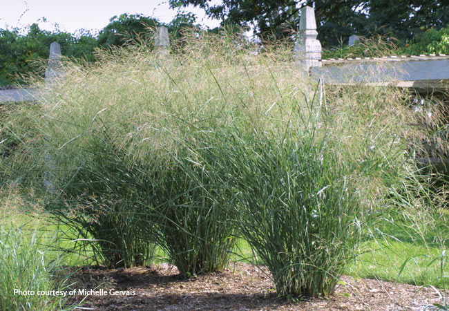 Cloud Nine switchgrass: Native switchgrass provides habitat for a wide array of wildlife.