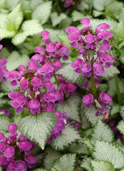 Spotted deadnettle (Lamium maculatum)