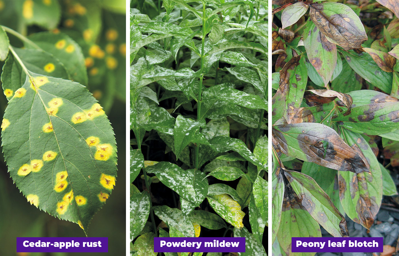 Common garden diseases lead: Yellow spots, gray mildew and dried, dead portions of leaves are telltale signs and symptoms of a disease. Many university extension services can help you identify problems you see. Peony leaf blotch photo courtesy of Plant and Insect Diagnostic Clinic, Iowa State University