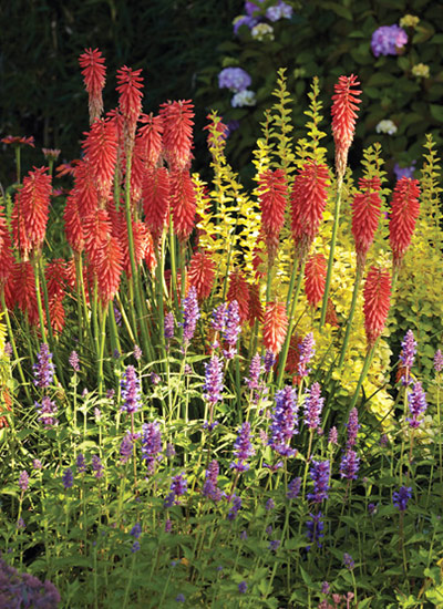 ‘Redhot Popsicle’ torch lily (Kniphofia hybrid)
