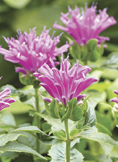 ‘Petite Delight’ bee balm (Monarda didyma)