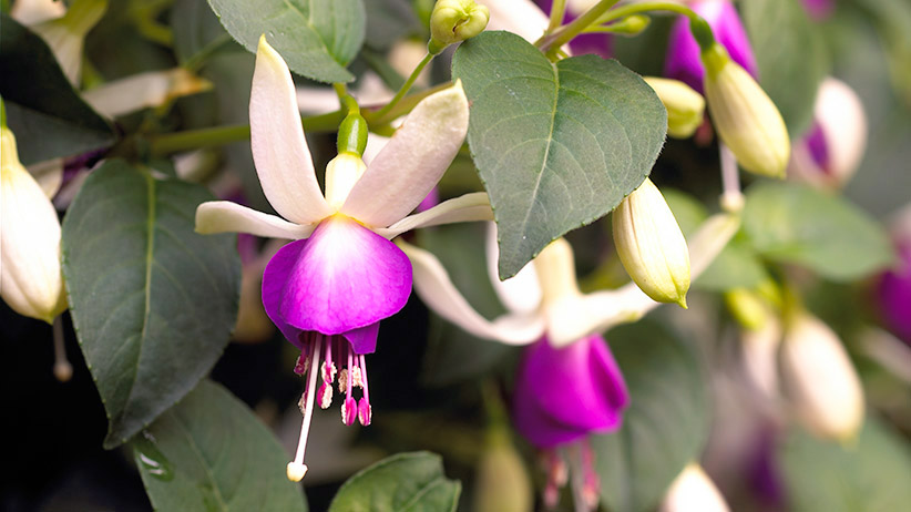 Best-hanging-basket-plants-fuschia-pvR: Fuschia flowers make a beautiful addition to hanging baskets.