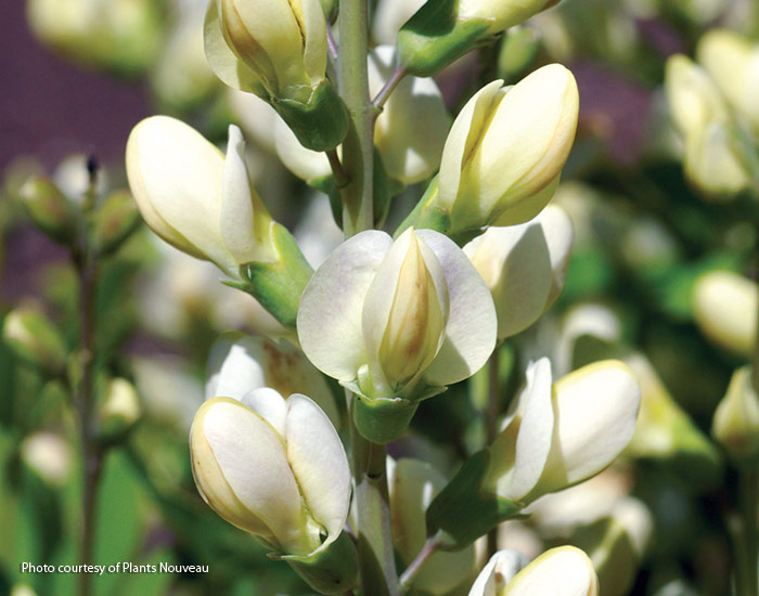 Last Dance False indigo courtesy of Plants Nouveau: 'Last Dance' is one of the latest varieties to bloom. Grow it with other false indigo species and varieties for a spring full of color.