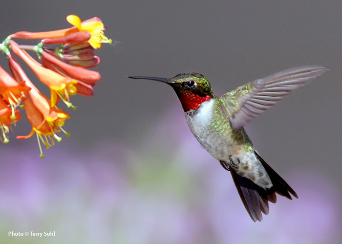 common-hummingbirds-Ruby-throated-hummingbird-male: Male ruby-throated hummingbirds have a bright red throat whereas females do not.