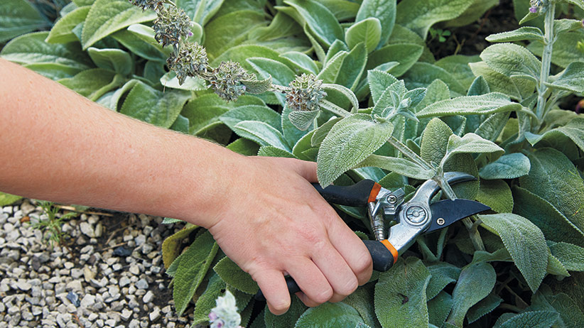 deadheading lambs ear flower: Garden pruners work well to snip off spent flowers from lamb's ear.