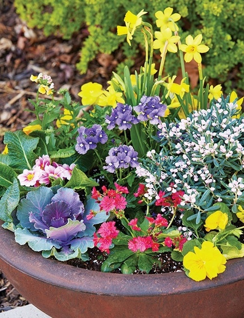 Cool weather contanier planting with nemesia and ornamental kale: This cool-weather tolerant combination of nemesia, pansies and kale is a stunner in spring!