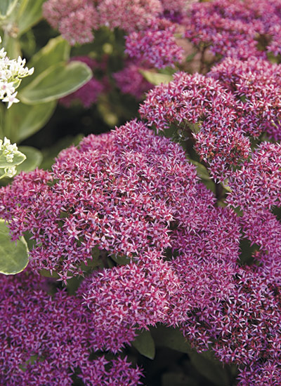 'Mr. Goodbud' tall sedum (Hylotelephium hybrid)