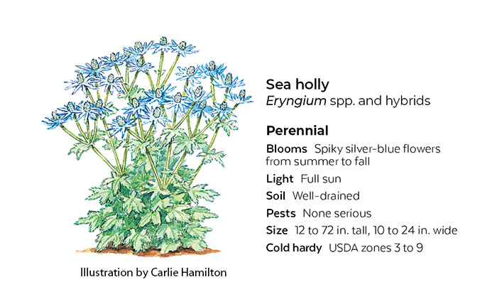 Sea holly eryngium botanical illustration: 