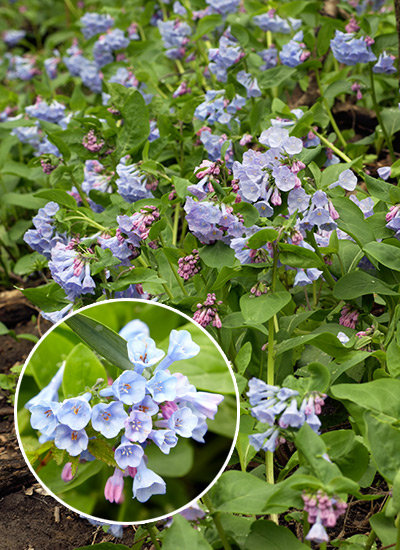 Virginia bluebells (Mertensia virginica)