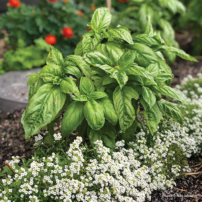 Sweet basil with sweet alyssum in garden bed: Sweet basil’s deeply veined foliage makes it a great companion for ornamental plantings, too.
