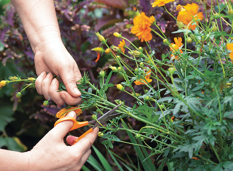 deadheading cosmos flowers: To deadhead, use sharp scissors and grab a handful of stems. Cut them off above a pair of leaves if you can, but it’s not essential.