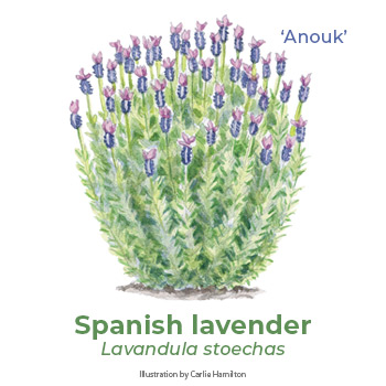 Spanish lavender illustration by Carlie Hamilton: ‘Anouk’ Spanish lavender