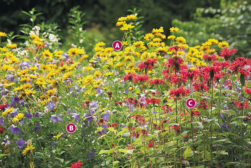 jewel-toned-fall-garden-ideas-bee-balm-balloon-flower-lettered