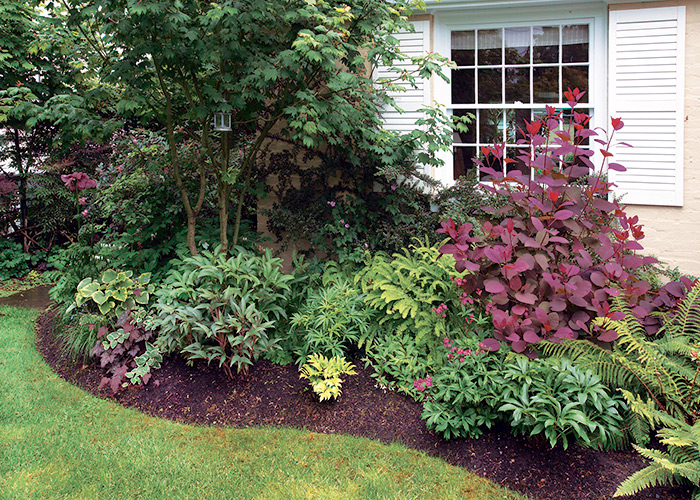 Koelink garden bed with smokebush: Prune shrubs to fit the space. One way to keep a
smokebush small like this is to cut all the stems to just above the ground each spring.