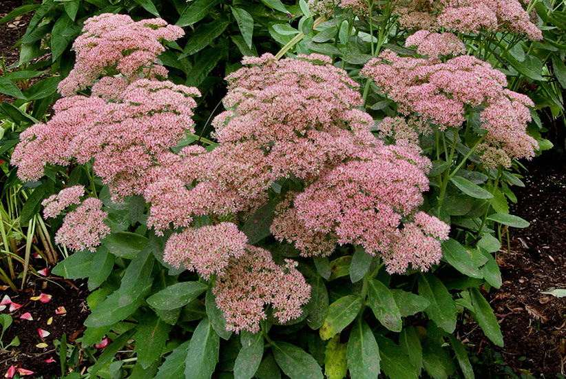 ‘Autumn Joy’ tall sedum (Sedum hybrid)