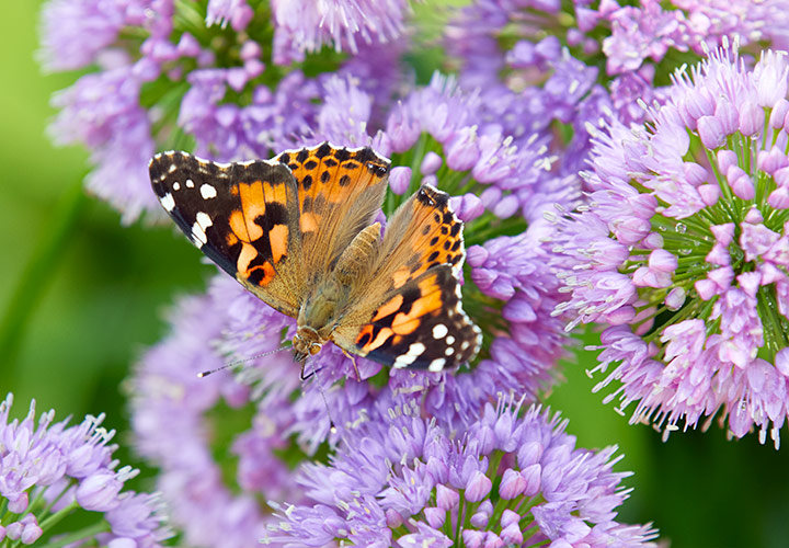 'Millenium' allium butterfly: ‘Millenium’ allium forms a clump of lavender-pink pompoms that attracts pollinators like this painted lady butterfly. 