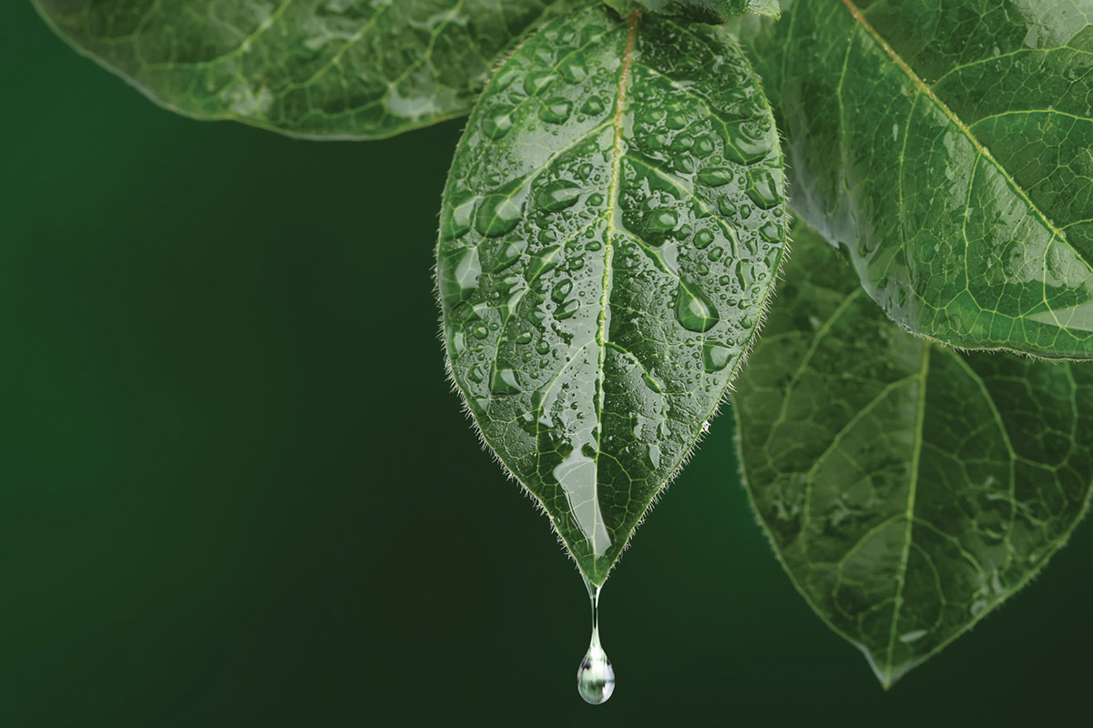 watering-mistake-1200x800: Photo stock.adobe.com, Julián Rovagnati